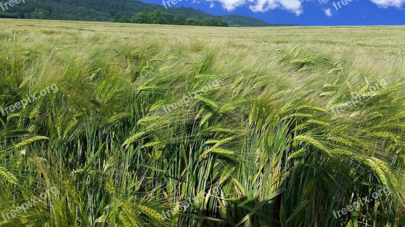 Wheat Field Summer Sun Sunny Day