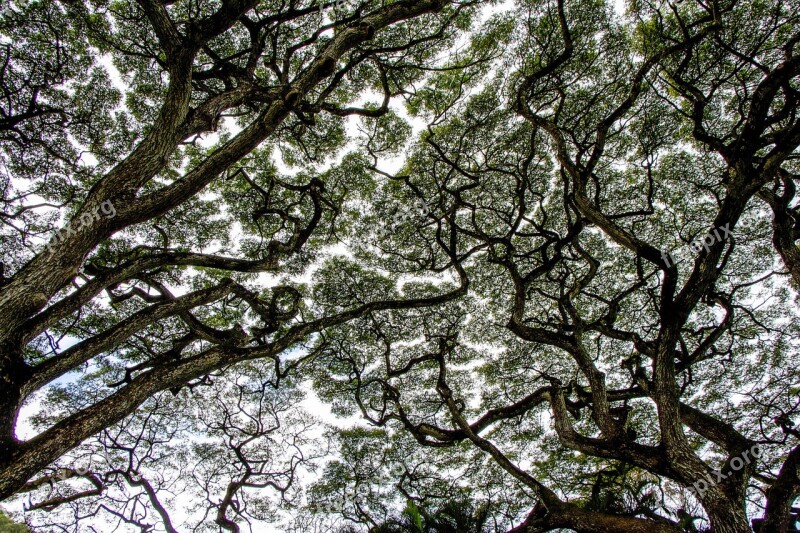 Tree Canopy Forest Nature Natural Canopy