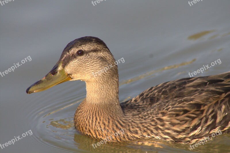 Mallard Duck Waterfowl Nature Water