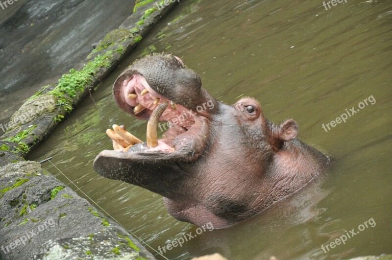 Hippopotamus Amphibius Hippo Sumatera Animal