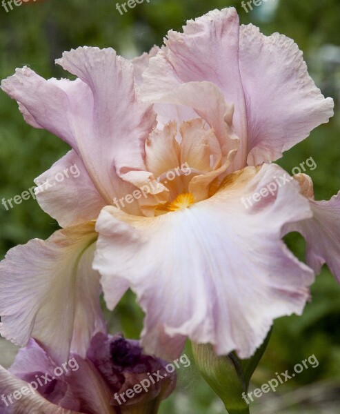 Pink Iris Flower Spring Blossom