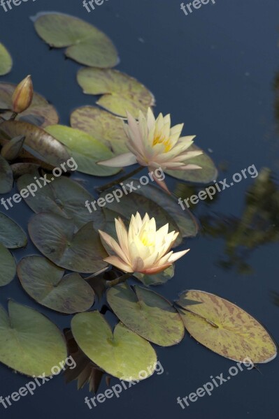 Pink Flower Waterlily Lily Pad Water Plant Tranquility