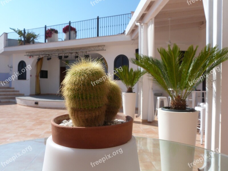 Vacations Cactus Plant Prickly Sea