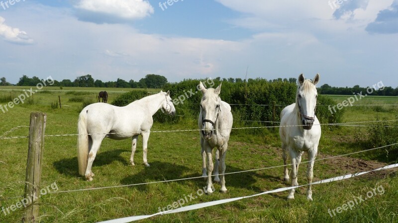 Animal Horses Mold Coupling Pasture