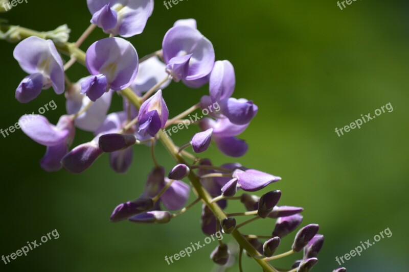 Wisteria Flower Purple Garden Gardening