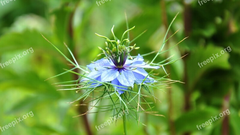 Nigella Blue Flower Blue Star Free Photos