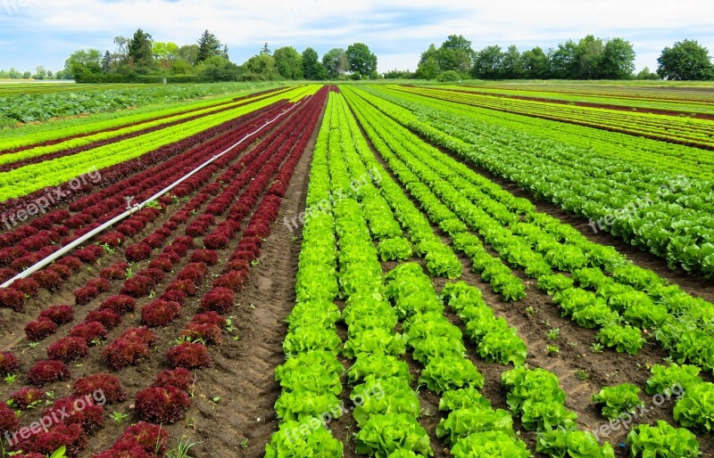 Landscape Agriculture Harvest Salad Cultivation