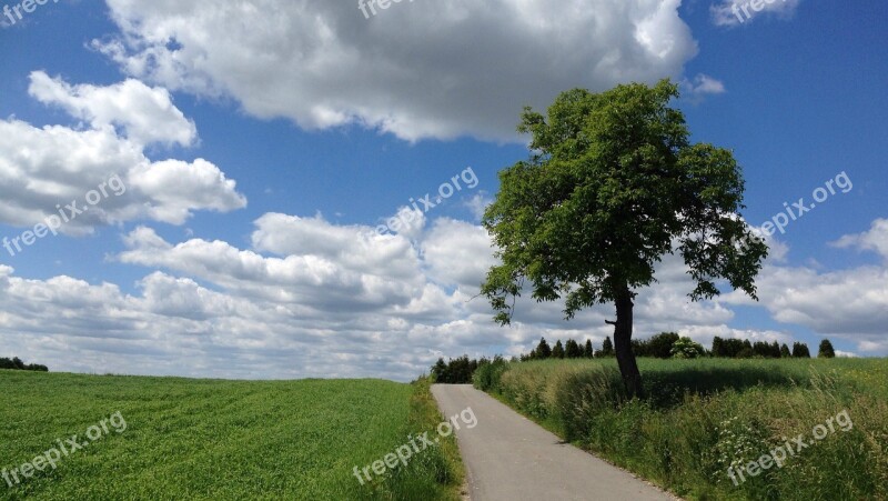 Tree Landscape Nature Way Green