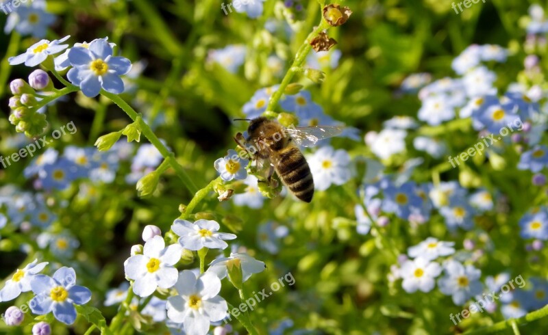 Nots Flowers Bee Pollination Pollinate