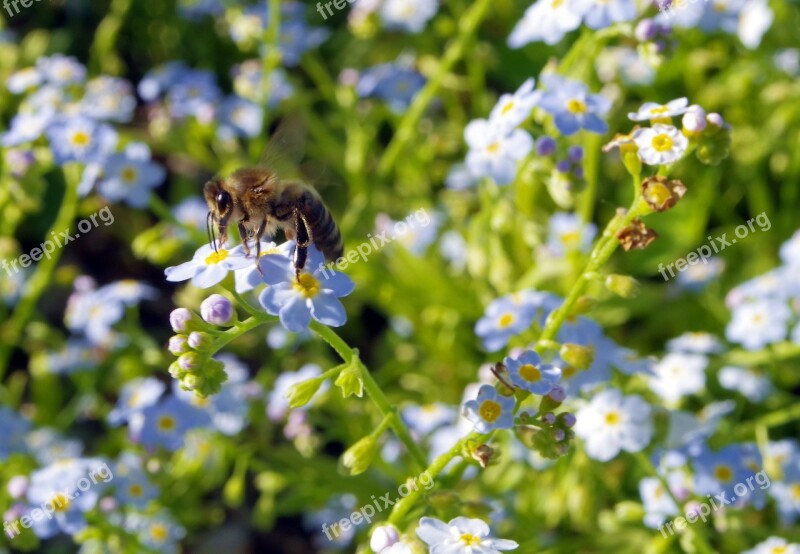 Nots Flowers Bee Pollination Pollinate