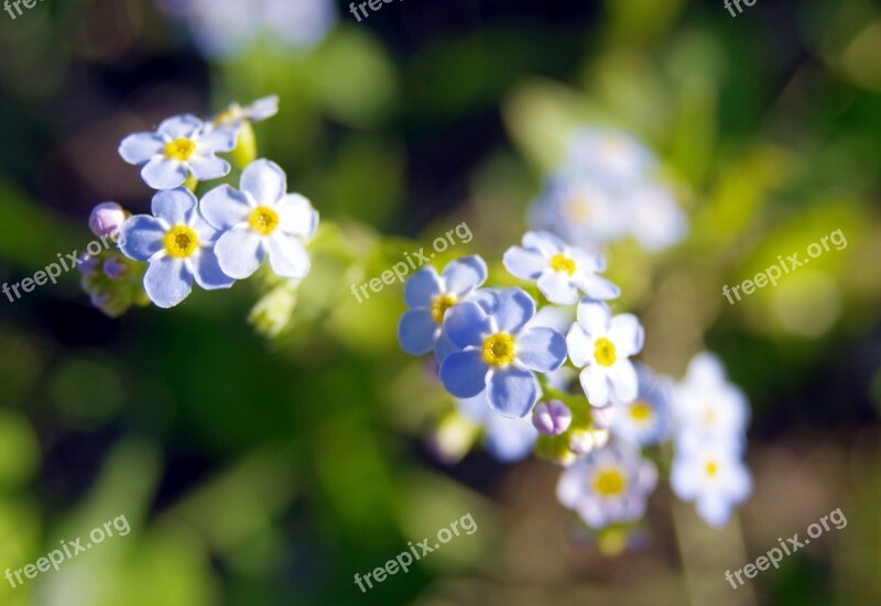 Nots Flowers Blue The Delicacy Floral Rug