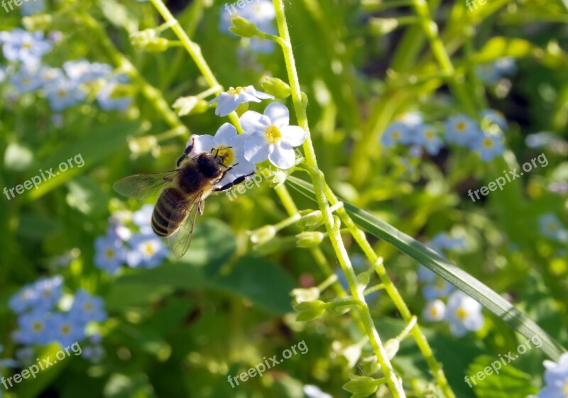 Nots Flowers Bee Pollination Pollinate