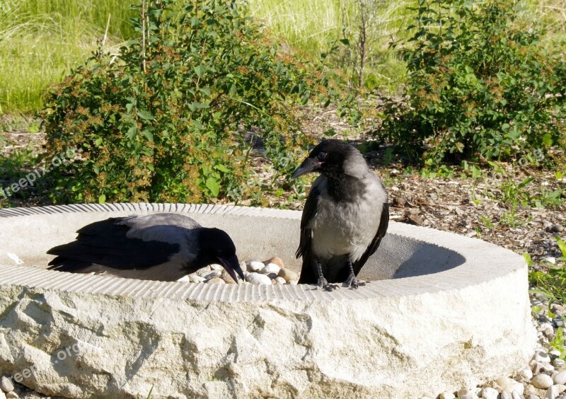 Crow Crows Bird Nature Predator