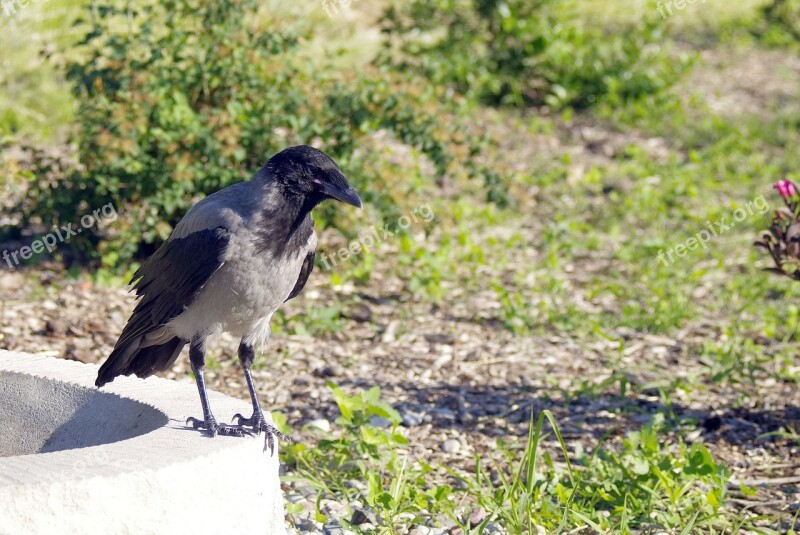 Crow Crows Bird Nature Predator