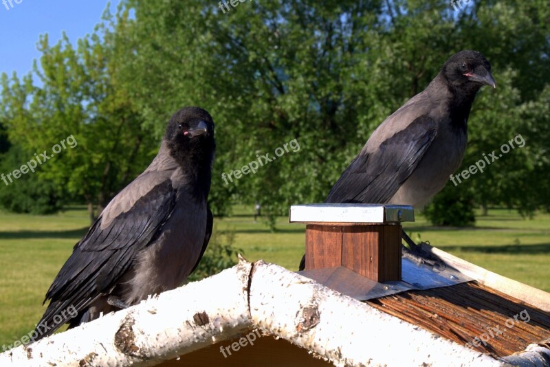 Crow Crows Bird Nature Predator