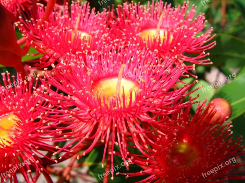 Flowering Gum Native Australian Flower Gum Eucalyptus Flower