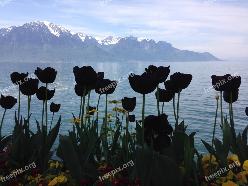 Black Tulips Silhouettes Lake Alps Montreux