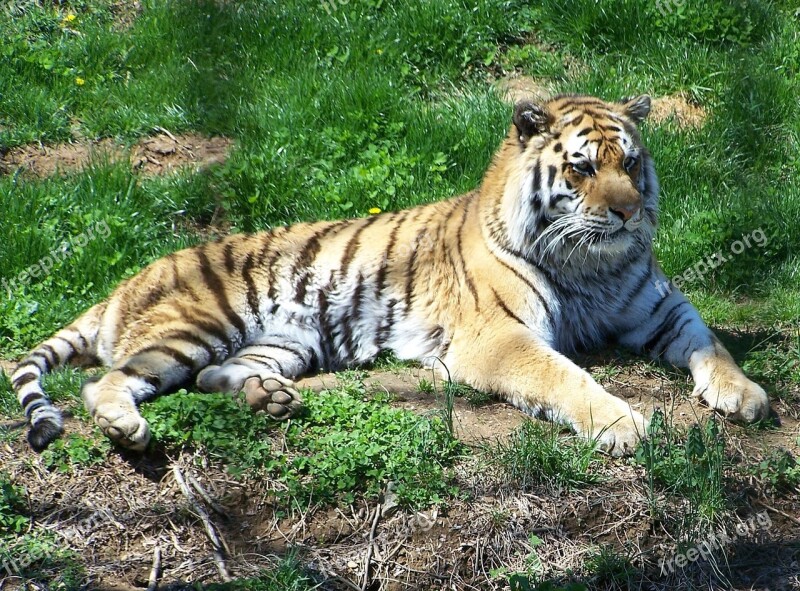 Zoo Tiger Food Chain Zoo Animals Captive