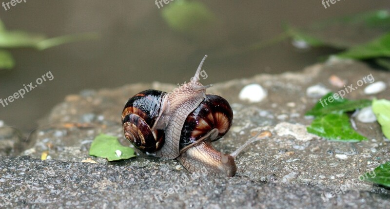 Snails Pair Love Water Wet