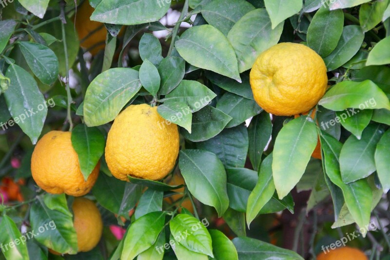 Lemons Lemon Tree Citrus Citrus Fruits Mediterranean Garden