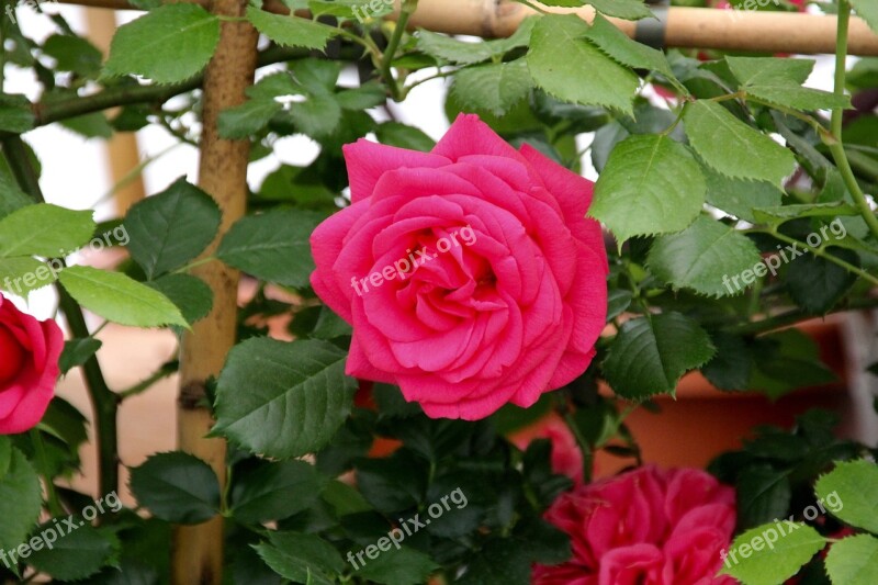 Roses Open Rose English Rose State Garden Show Bayreuth