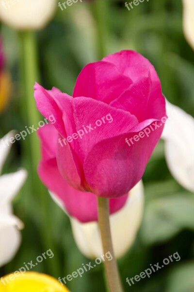 Tulip Tulip Field Tulpenbluete Spring Tulip Fields