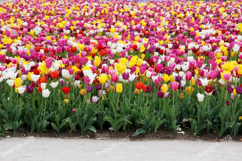 Tulips Tulip Field Tulpenbluete Spring Tulip Fields