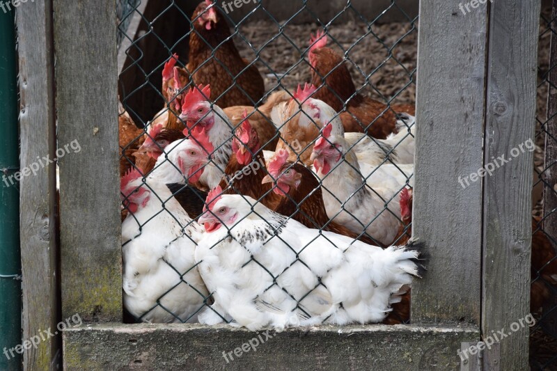 Chickens Chicken Coop Grid Chicken Free Photos