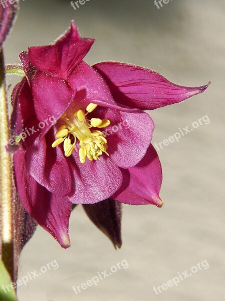 Columbine Violet Flower Blossom Bloom