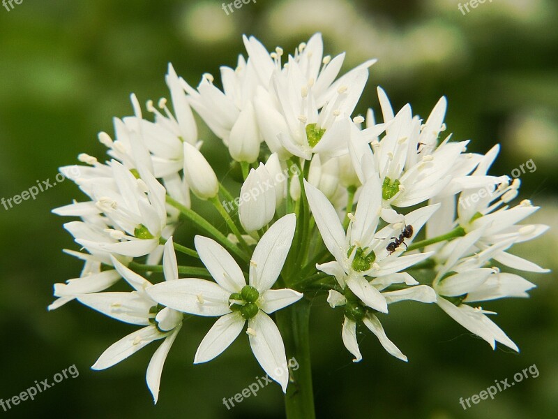 Bear's Garlic Blossom Bloom White Spring