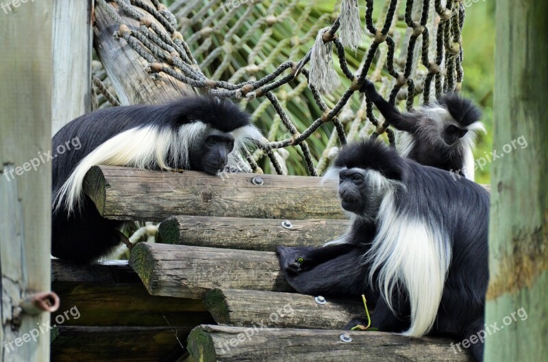 Colobus Colobus Guereza Monkey Animal Animals