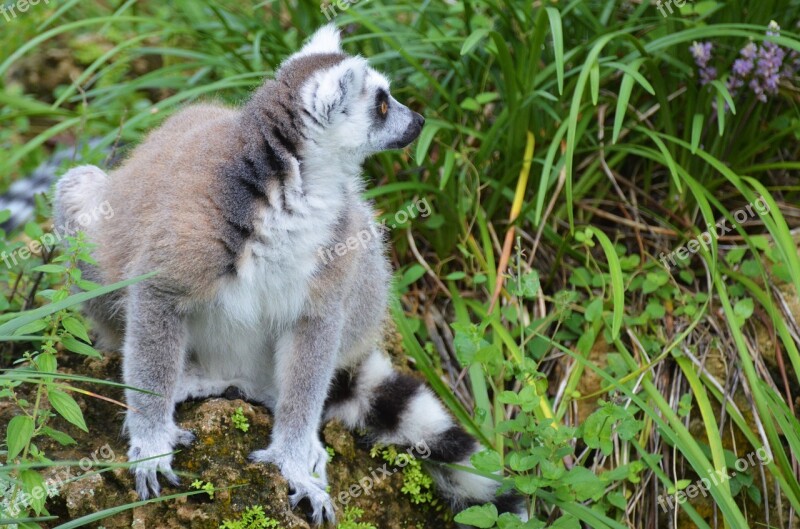 Lemur Maki Wild Maki Catta Madagascar