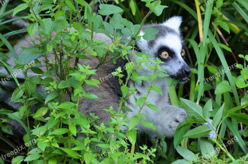 Lemur Maki Wild Maki Catta Madagascar