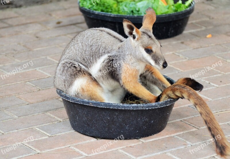 Benett Wallaby Wallaby Kangaroo Small Kangaroo Mammal