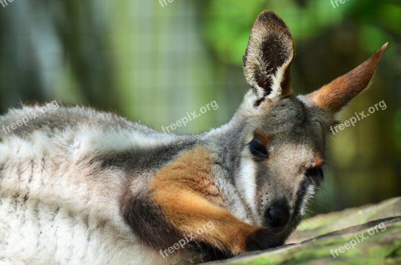 Benett Wallaby Wallaby Kangaroo Small Kangaroo Mammal