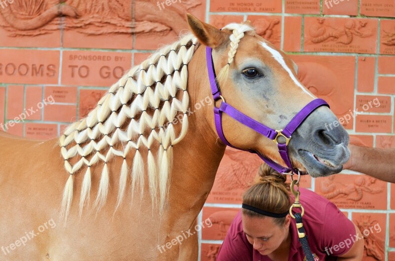 Horse Horse Head Horseback Riding Mane Mane Braided