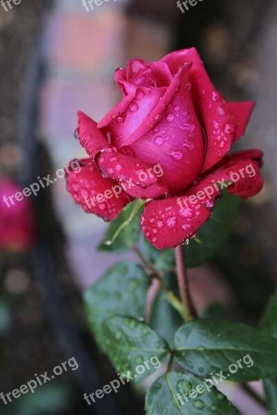 Flowers Japan Rose Shizuku Rain