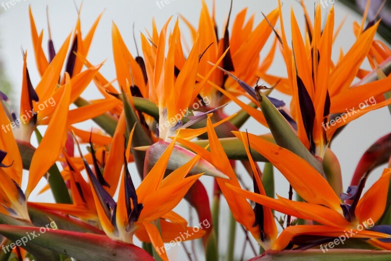 Joel Paradise Flower Bird Of Paradise Flower Strelitzia Orchids Caudata Greenhouse