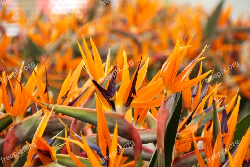 Paradise Flower King Caudata Strelizie Bird Of Paradise Flower Strelitziaceae