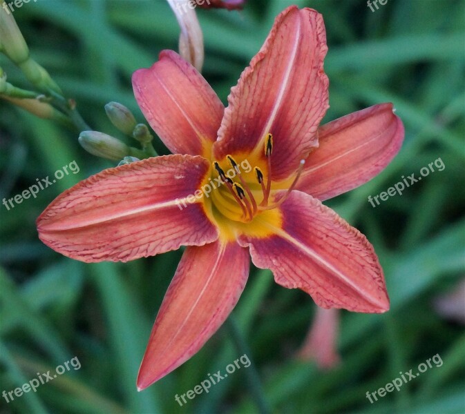 Day Lily Orange Lily Flower Blossom