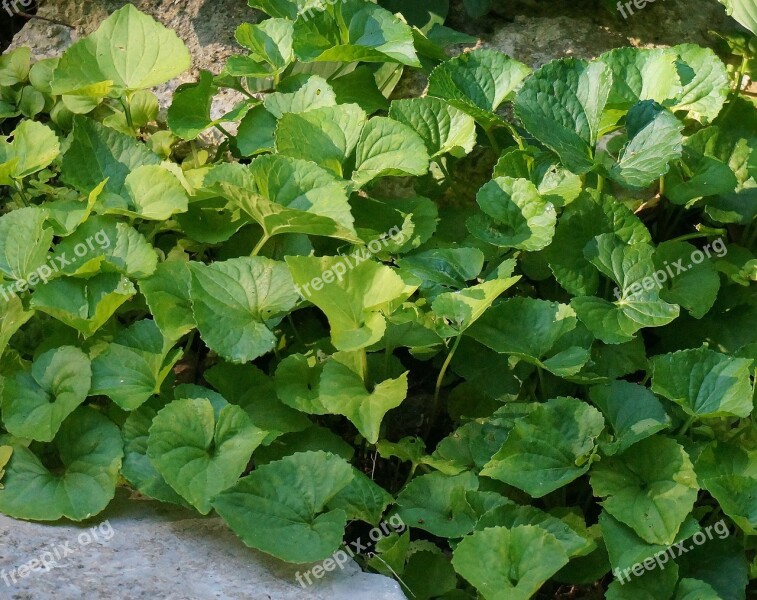 Garden Violets Violets Leaves Leaf Garden