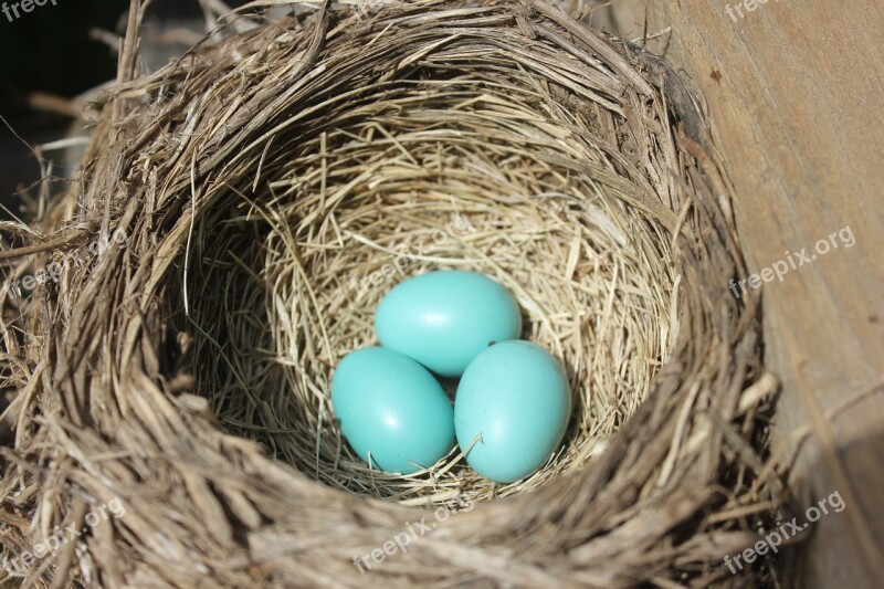 Robin Bird's Nest Nest Eggs Free Photos