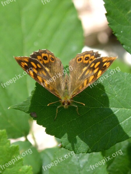 Butterfly Margenera Butterfly Saltacercas Lasiommata Megera Free Photos