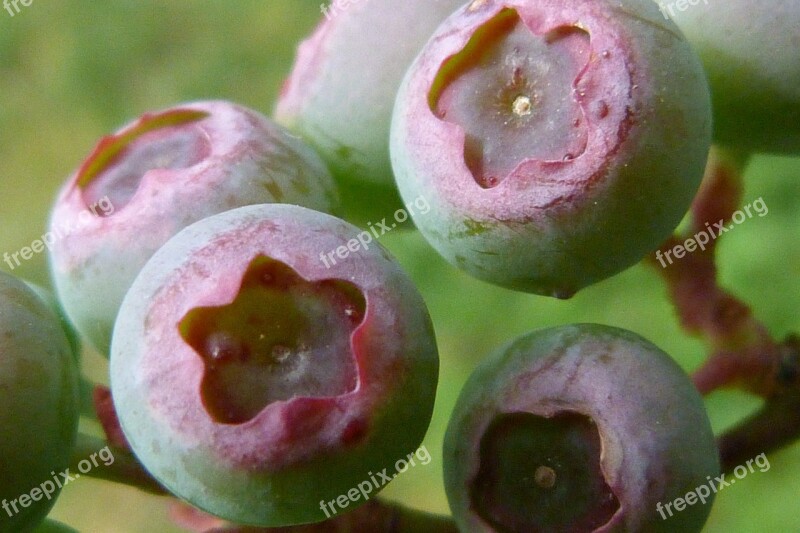 Blueberry Blueberries Spring Garden Berry