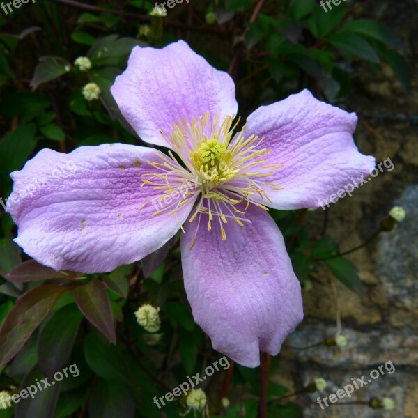 Flower Macro Garden Petal Purple