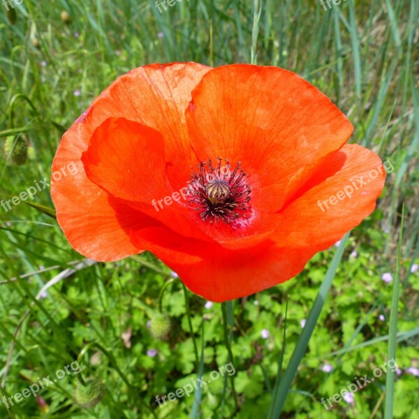 Flower Macro Nature Poppy Red