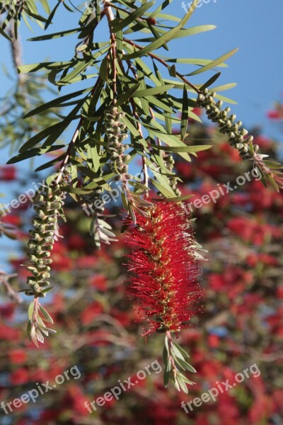 Bottle Washer Bottlebrush Callistemon Free Photos