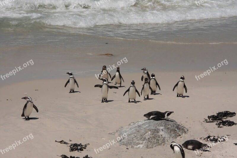 Penguins Bolders Beach Beach Free Photos