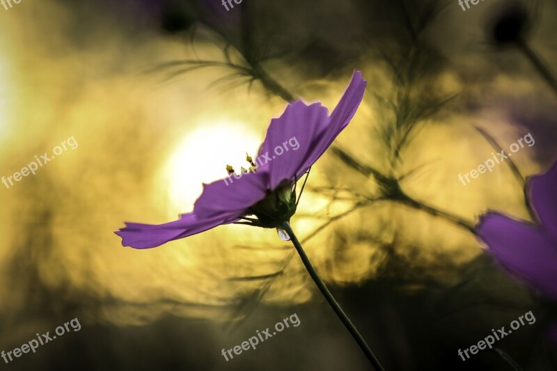 Flowers Cosmos Autumn Plant Autumn Cherry