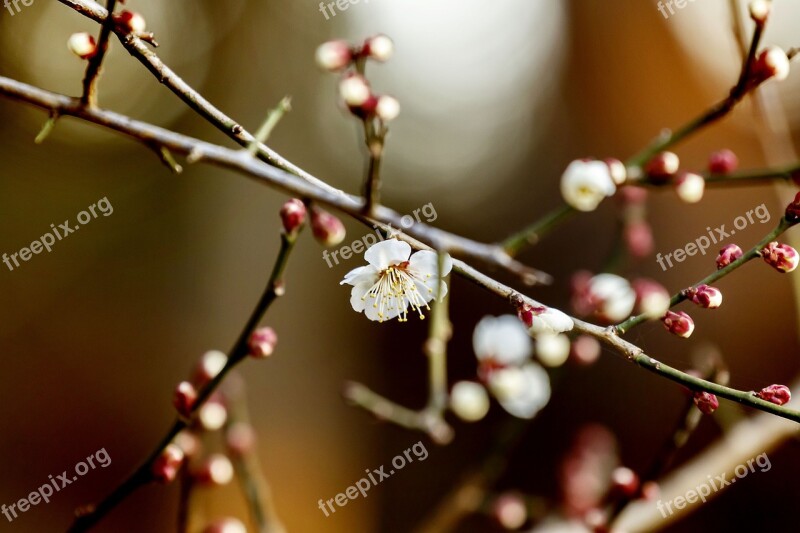 Flowers Plum Natural Spring White Flowers